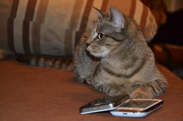 kot nie wie który telefon wybrać